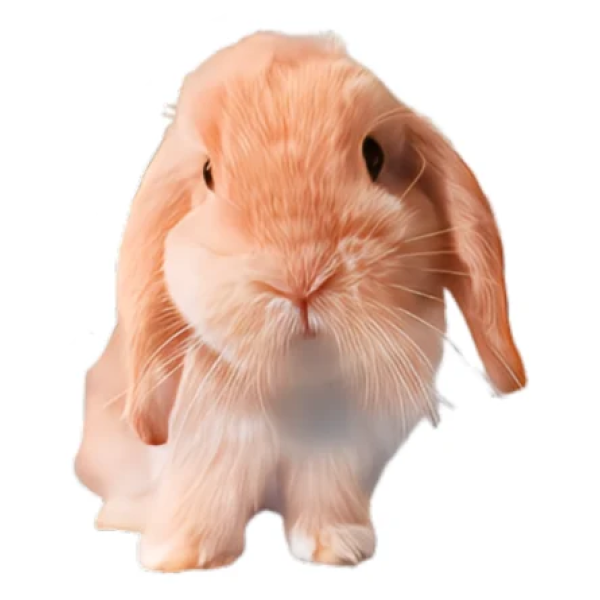 Lop-Eared Rabbit Sticker