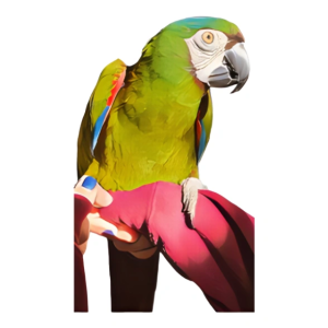 Severe Macaw Sticker