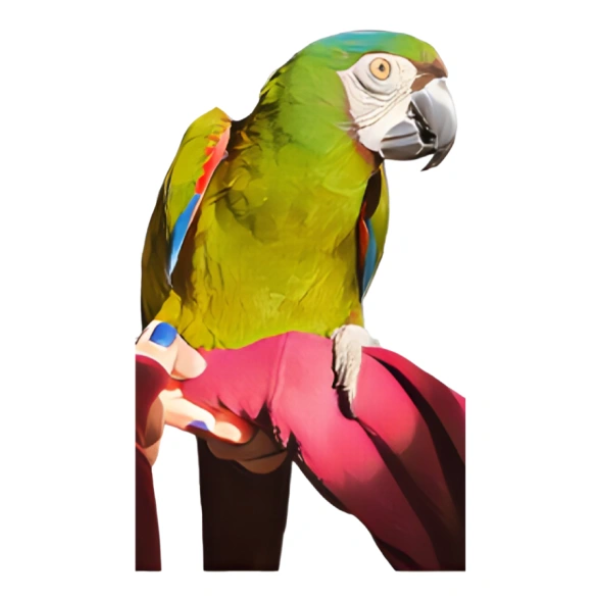 Severe Macaw Sticker