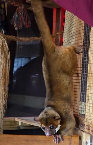 Kinkajou